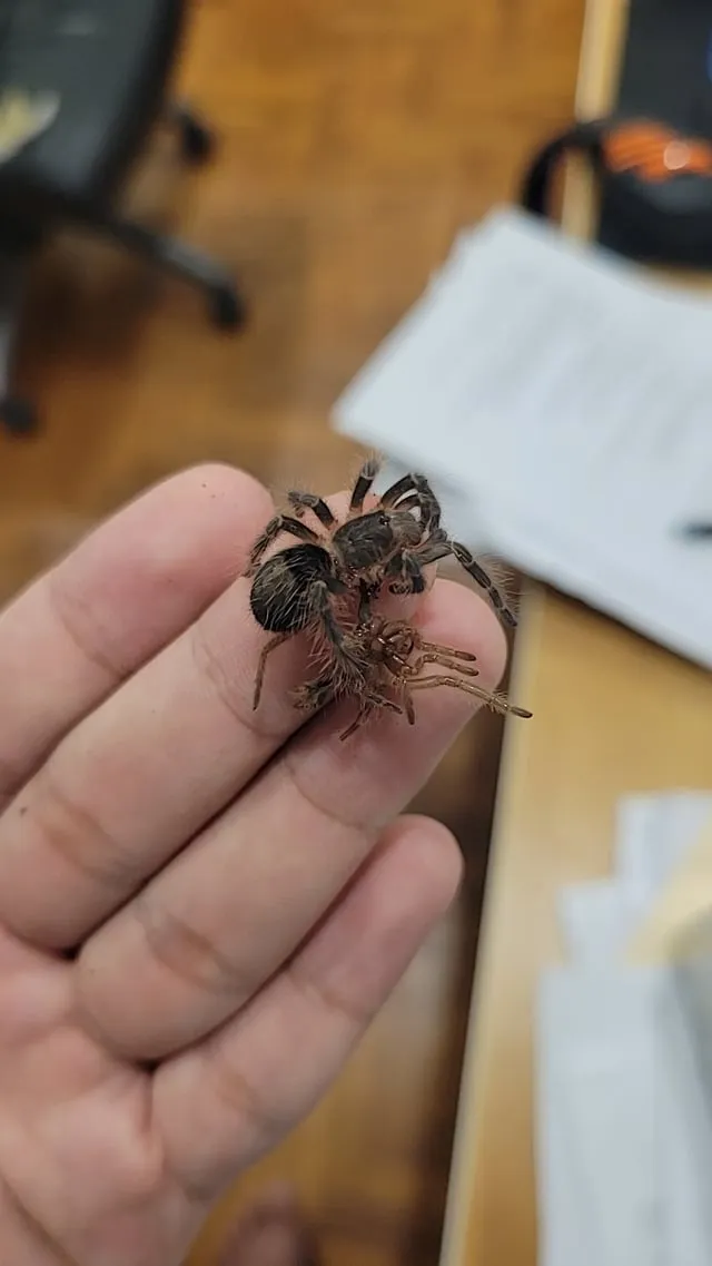 17489 tarantula physical changes