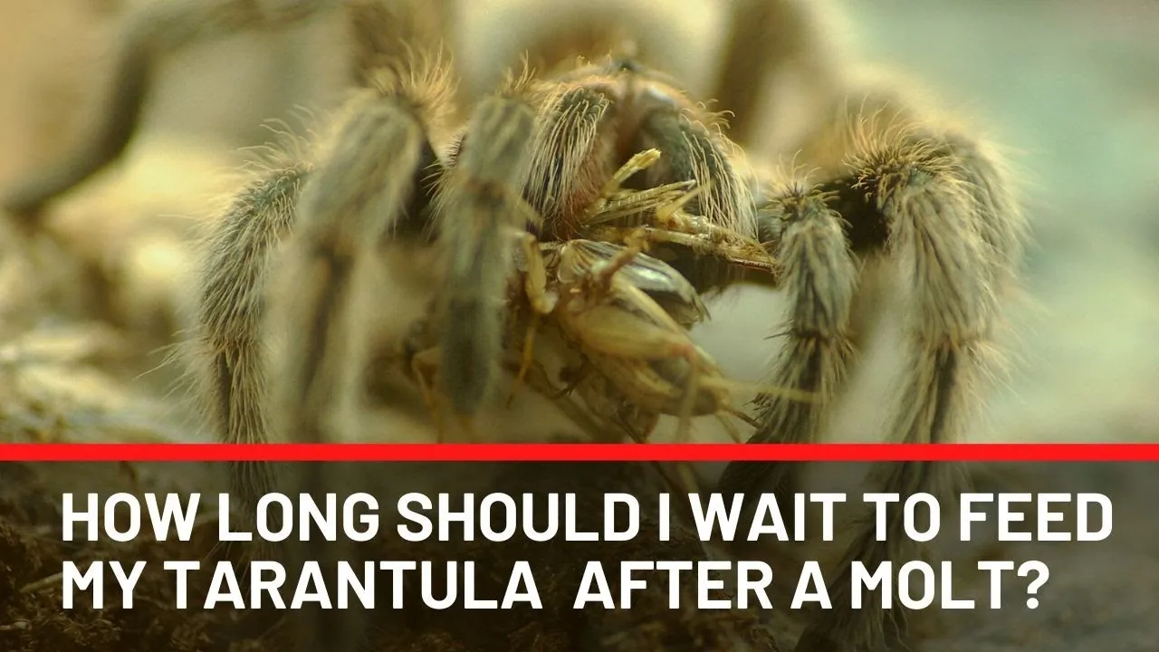 17489 tarantula post molt
