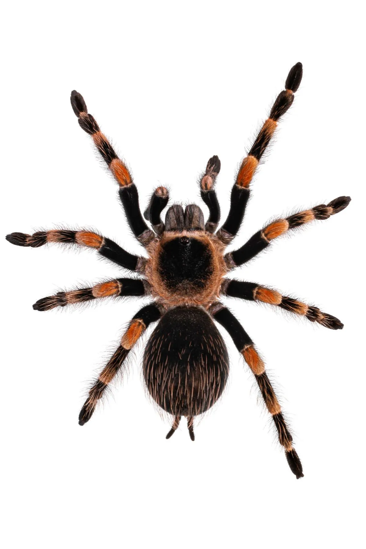 17492 mexican red knee tarantula humidity 1