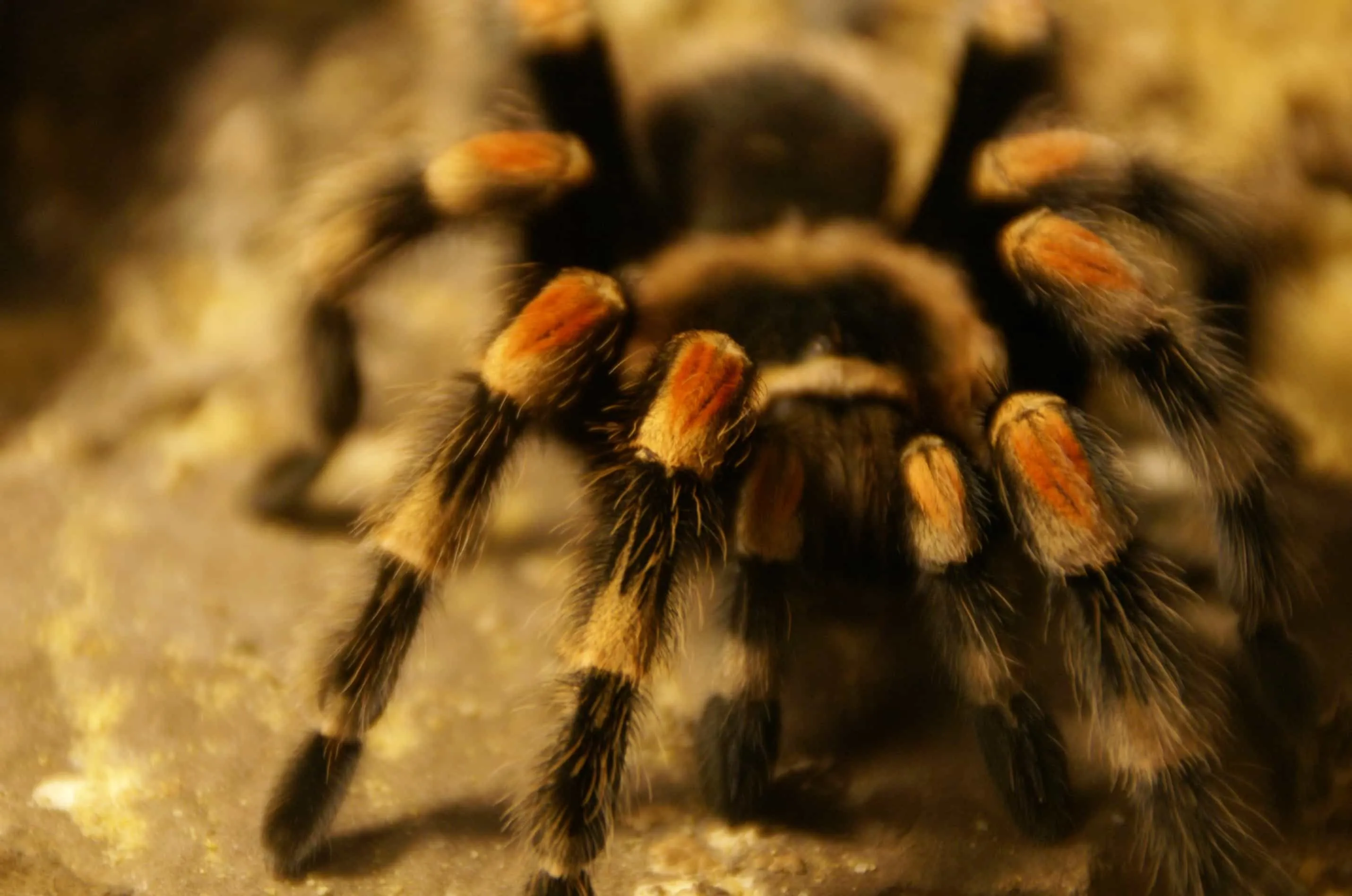 17492 mexican red knee tarantula humidity 2