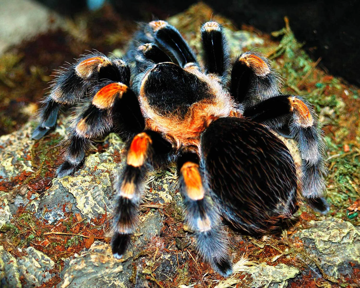 17492 mexican red knee tarantula humidity 3