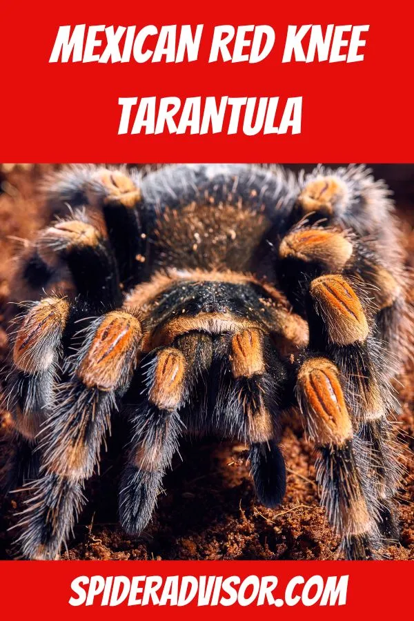 17492 mexican red knee tarantula humidity 4