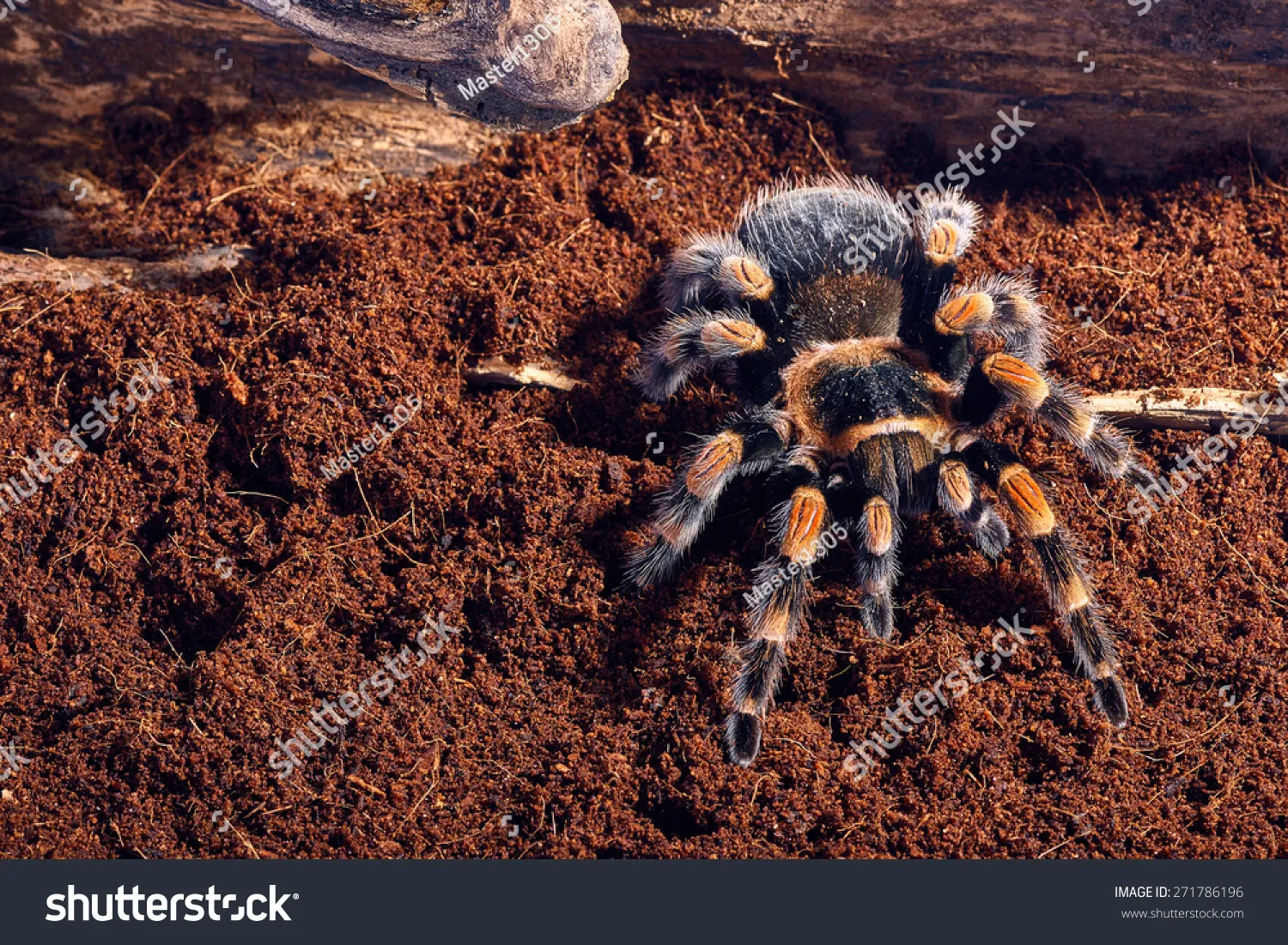 17492 mexican red knee tarantula humidity 6