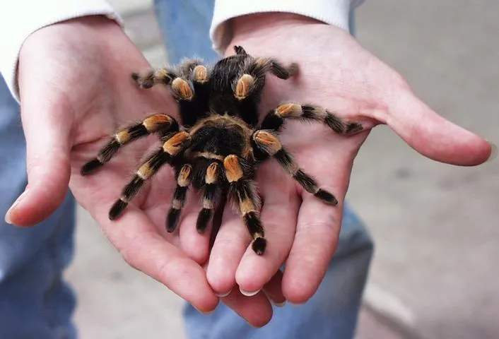 /img/17492-mexican-red-knee-tarantula-humidity-7.webp