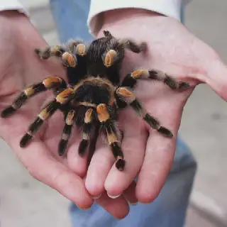 /img/17492-mexican-red-knee-tarantula-humidity-7.webp