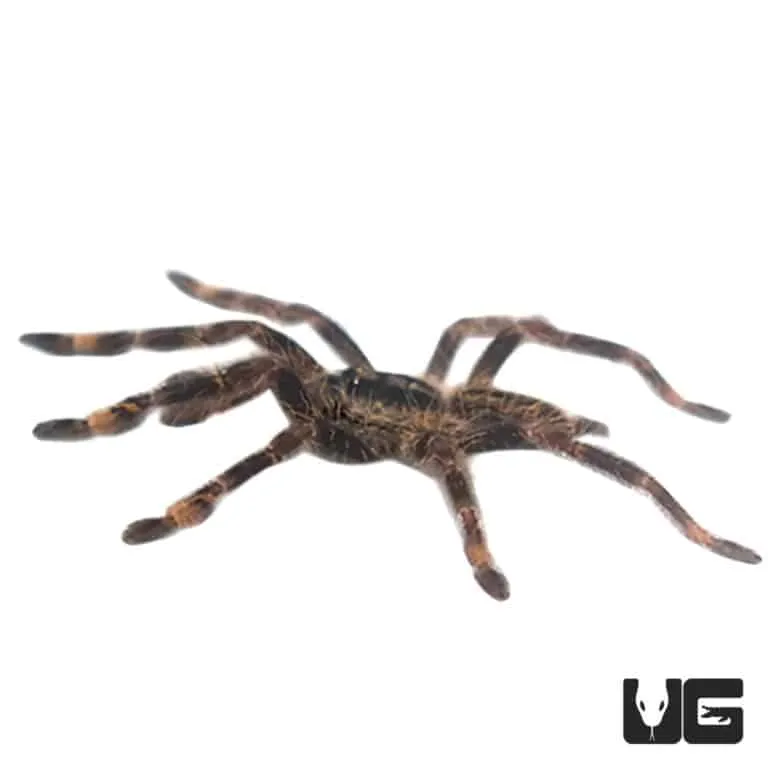 17496 ditogear tarantula compatibility