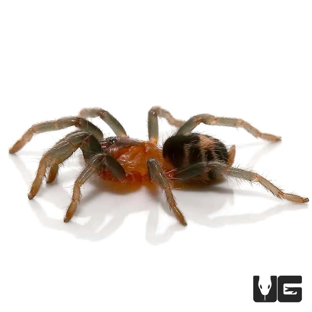 17496 ditogear tarantula filmmaking