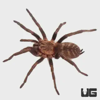 /img/17496-ditogear-tarantula-photography-project.webp