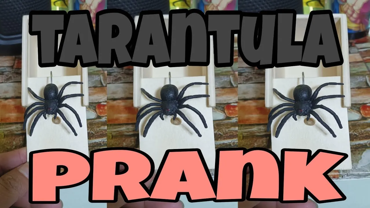 17497 tarantula close up