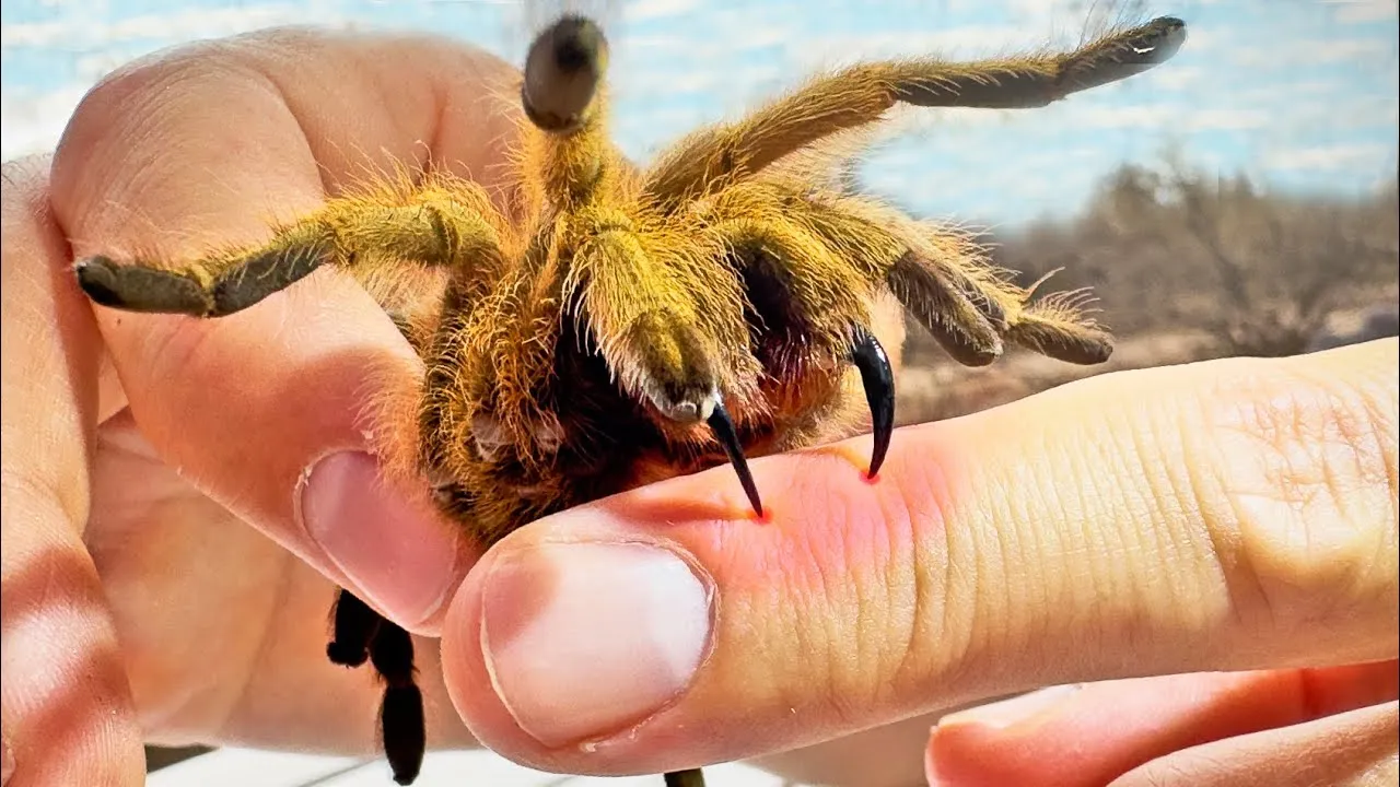 17497 tarantula species