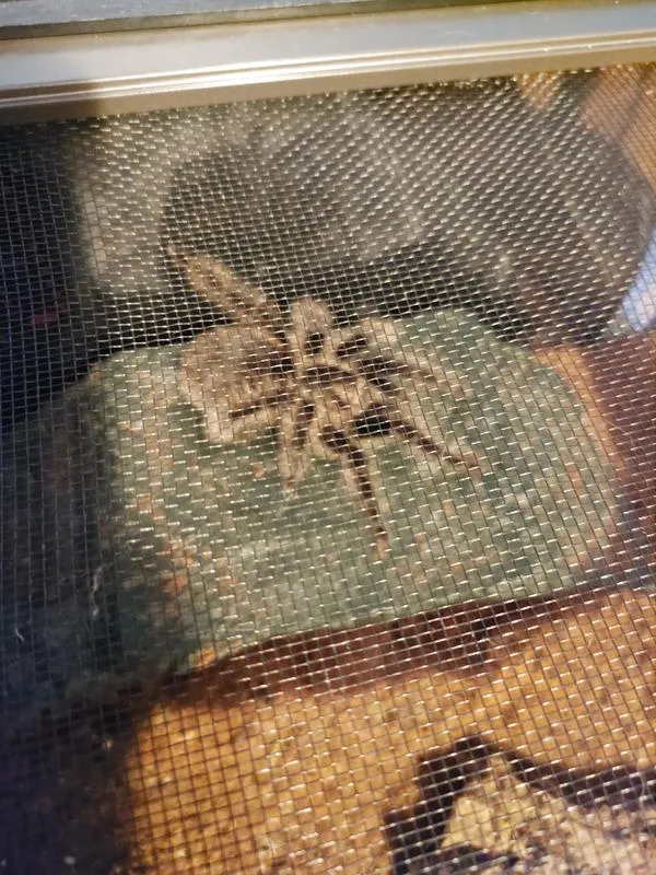 17498 petco tarantula display