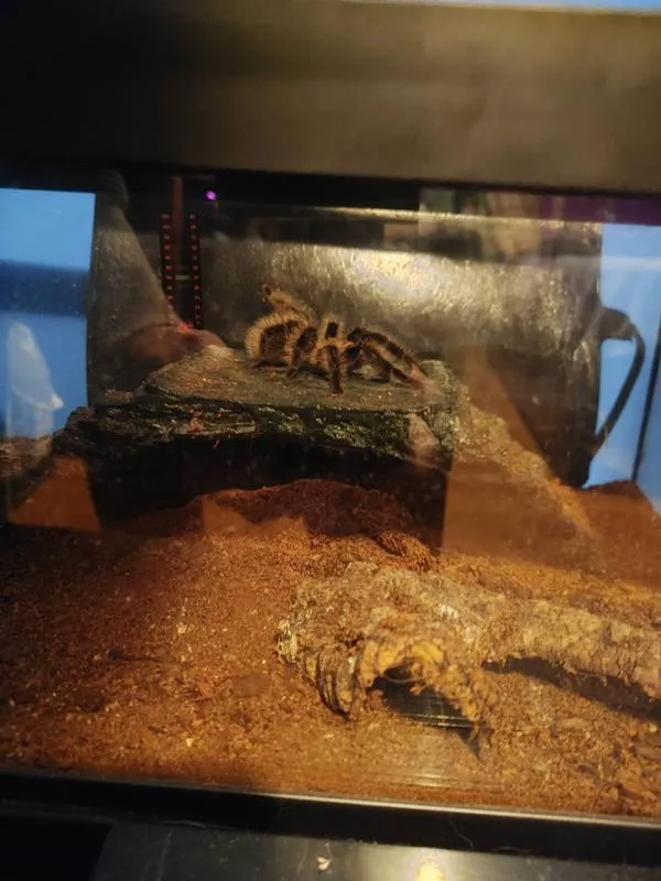 17498 rose hair tarantula feeding
