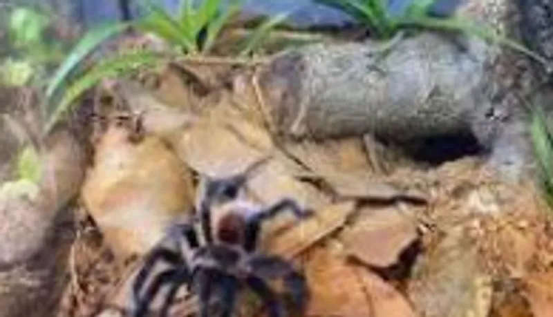 17498 rose hair tarantula handling