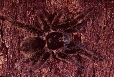 /img/17498-rose-hair-tarantula-health.webp