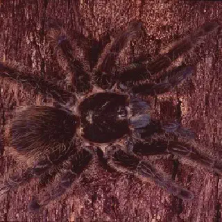 /img/17498-rose-hair-tarantula-health.webp