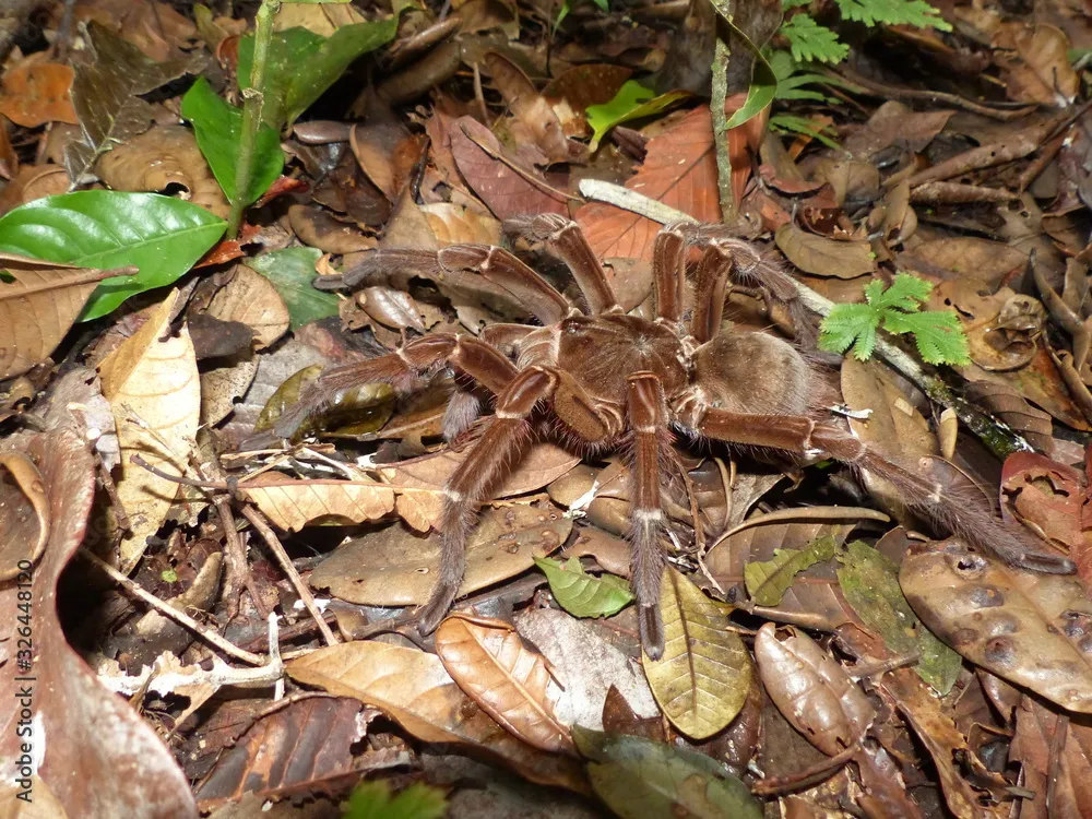 /img/17499-goliath-birdeater-conservation.webp