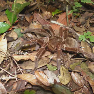 /img/17499-goliath-birdeater-conservation.webp