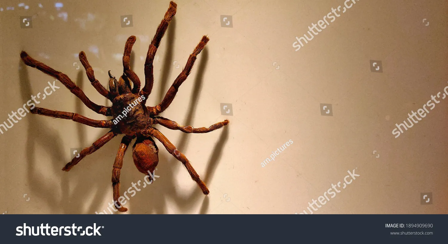17499 goliath birdeater defensive pose