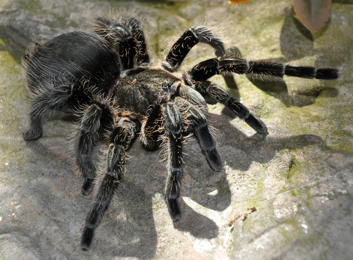 17499 goliath birdeater eating