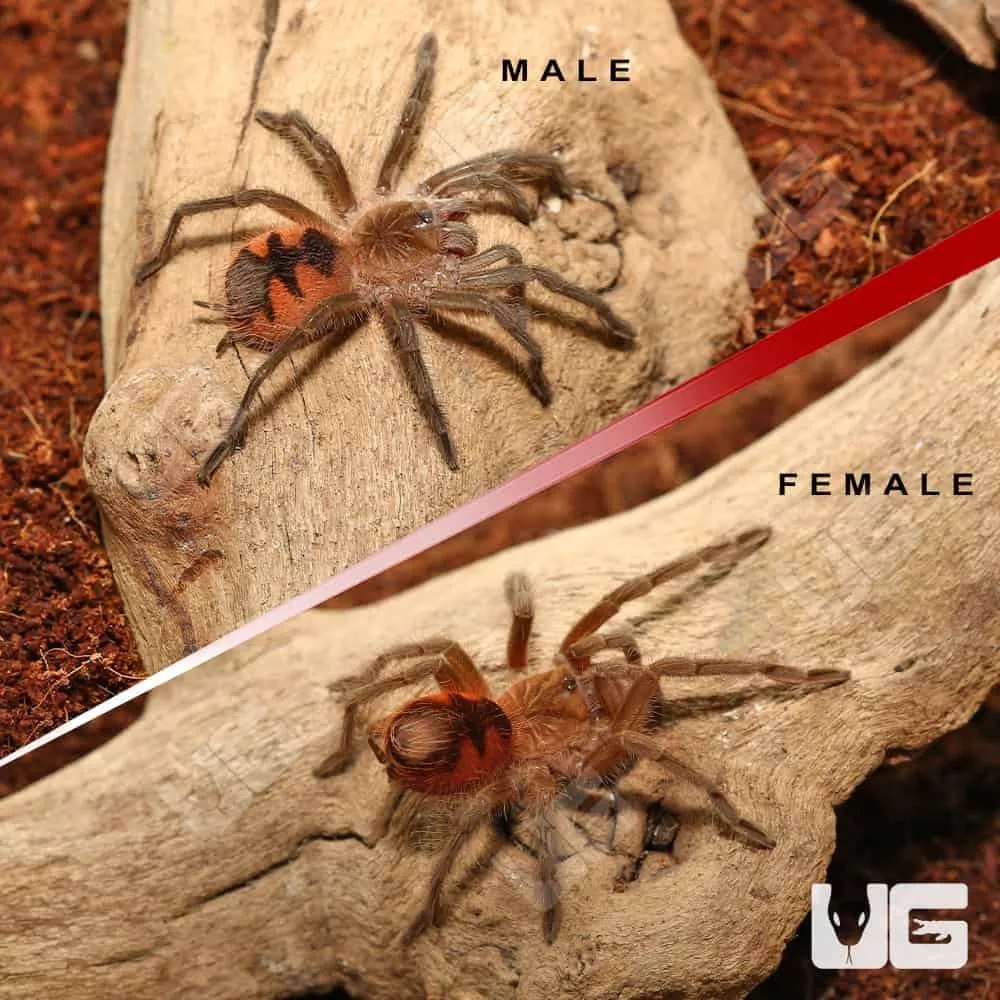 17499 goliath birdeater in habitat
