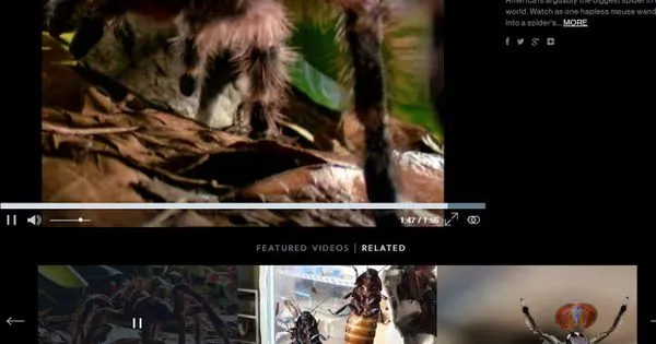 17499 goliath birdeater molting