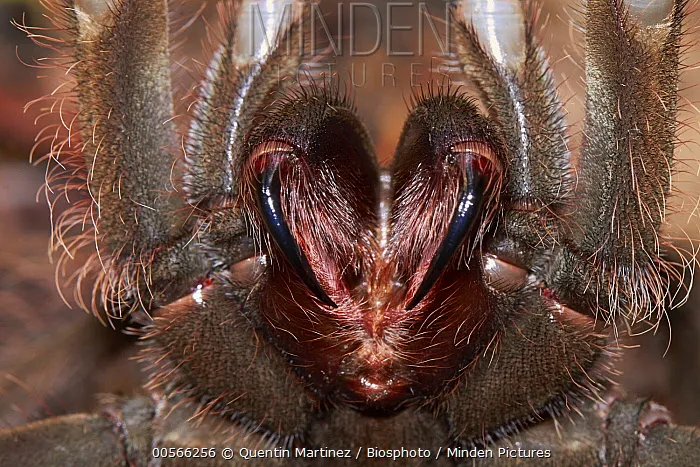 17500 birdeater tarantula fangs image4