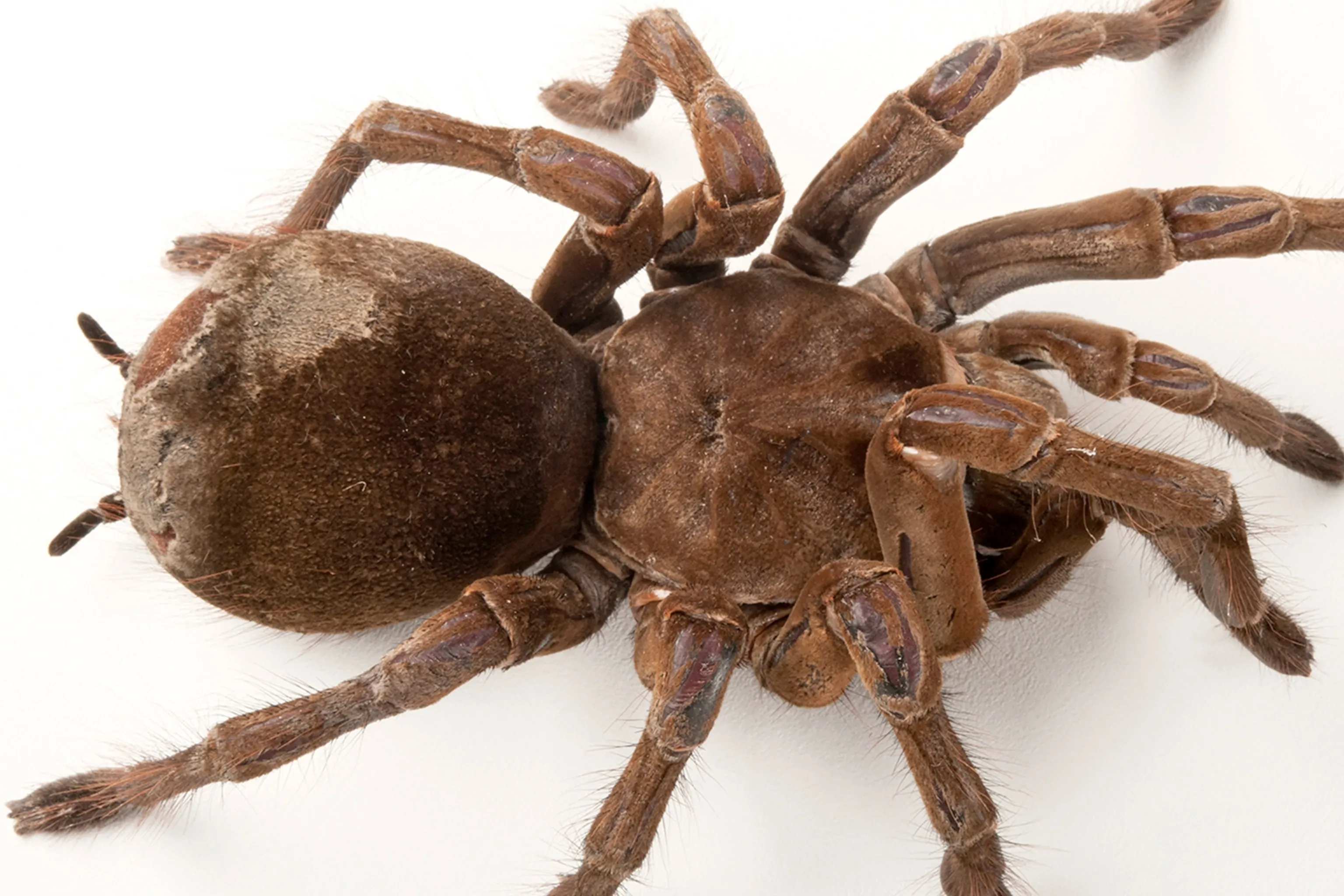 17500 birdeater tarantula fangs image5