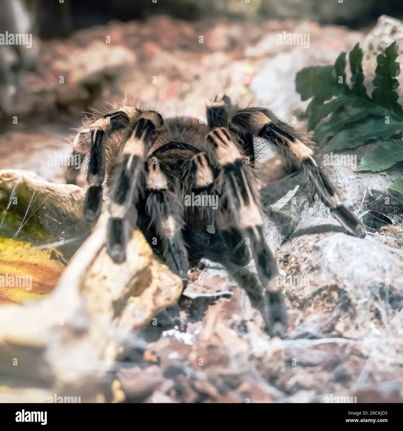 17500 birdeater tarantula fangs image6