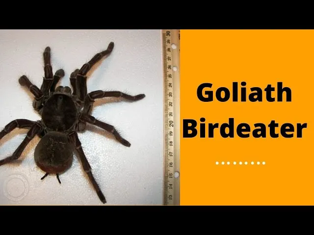 /img/17500-birdeater-tarantula-fangs-image7.webp