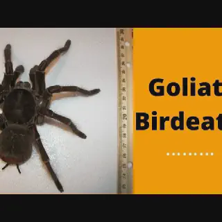 /img/17500-birdeater-tarantula-fangs-image7.webp