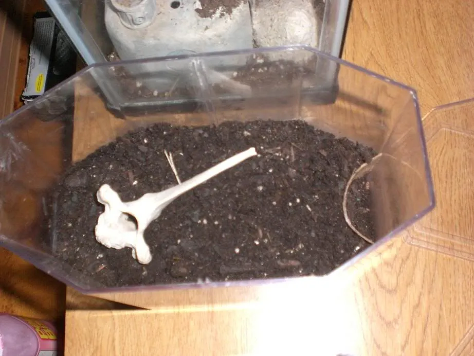 17501 tarantula substrate mix arboreal