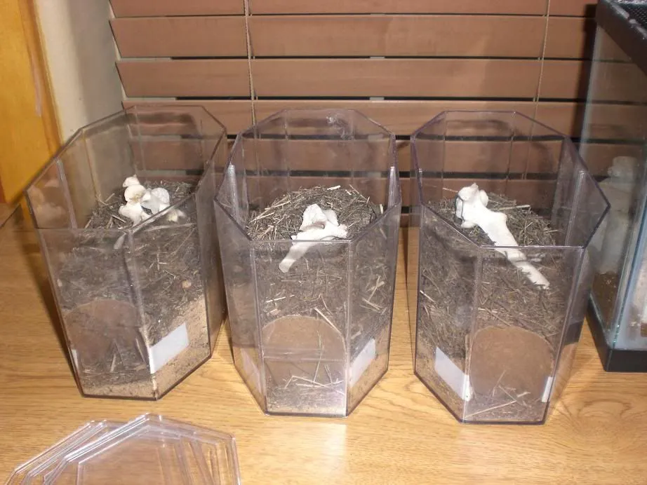 /img/17501-tarantula-substrate-mix-burrowing.webp