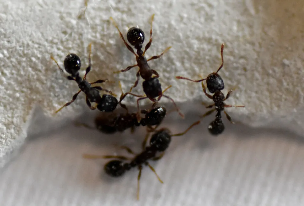17502 ant colony