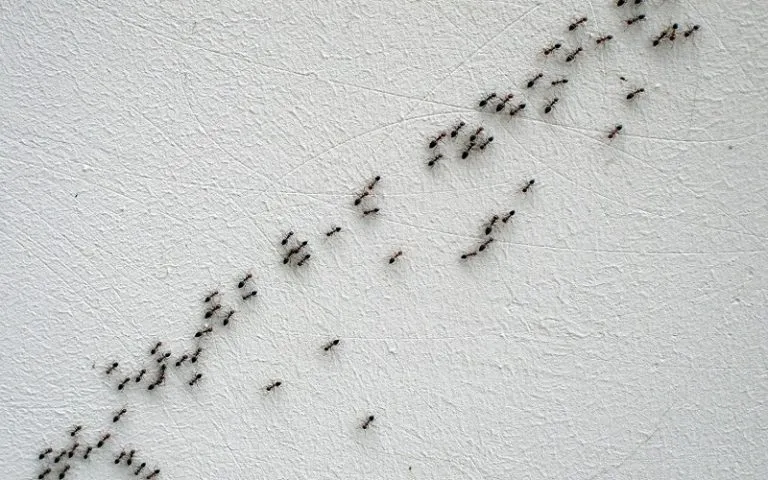 17502 ant species