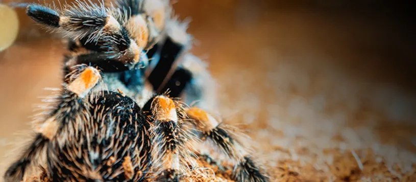 17504 tarantula allergic reaction