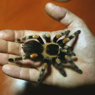 /img/17504-tarantula-venom-treatment.webp