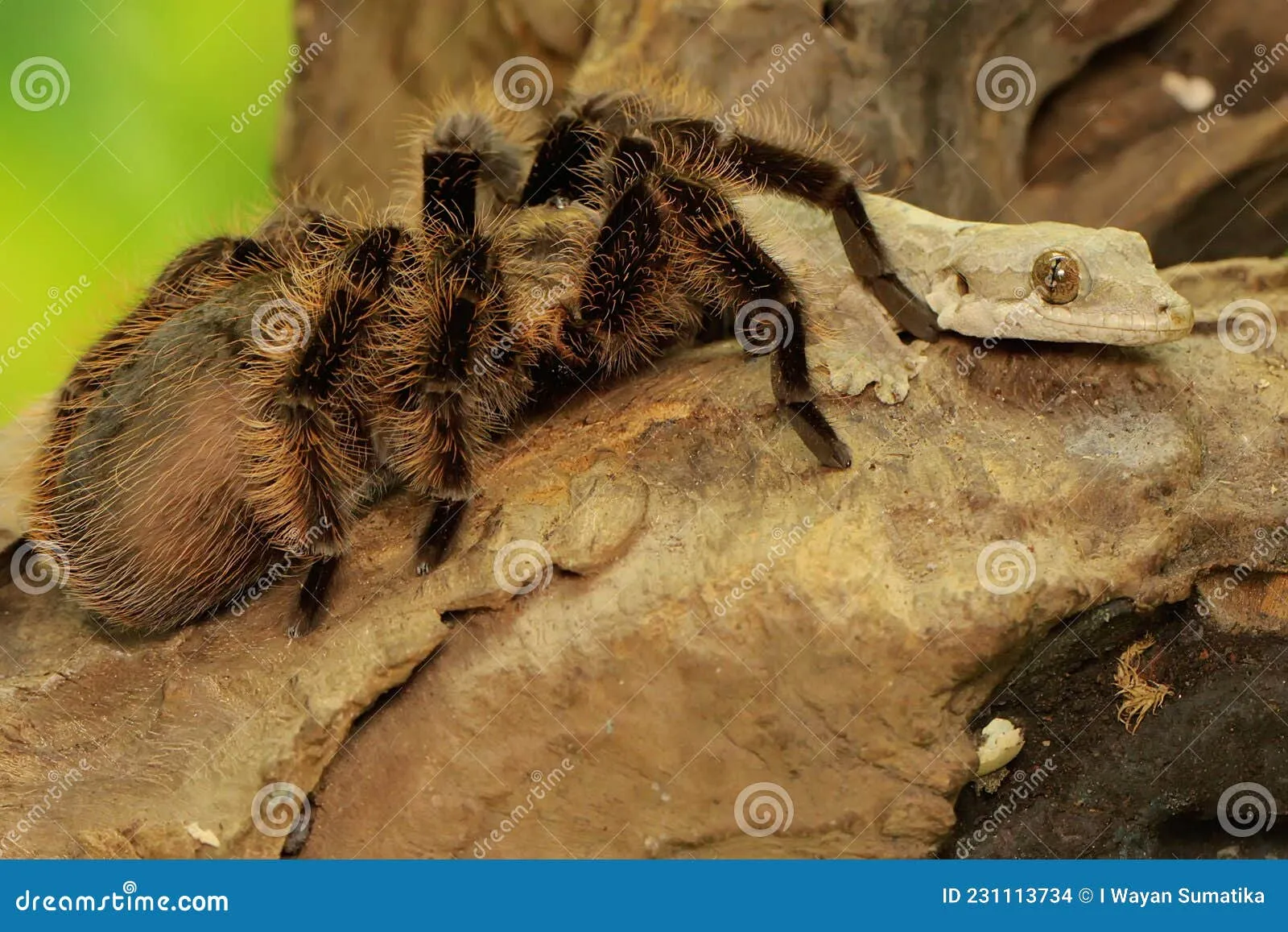17505 costa rican zebra tarantula
