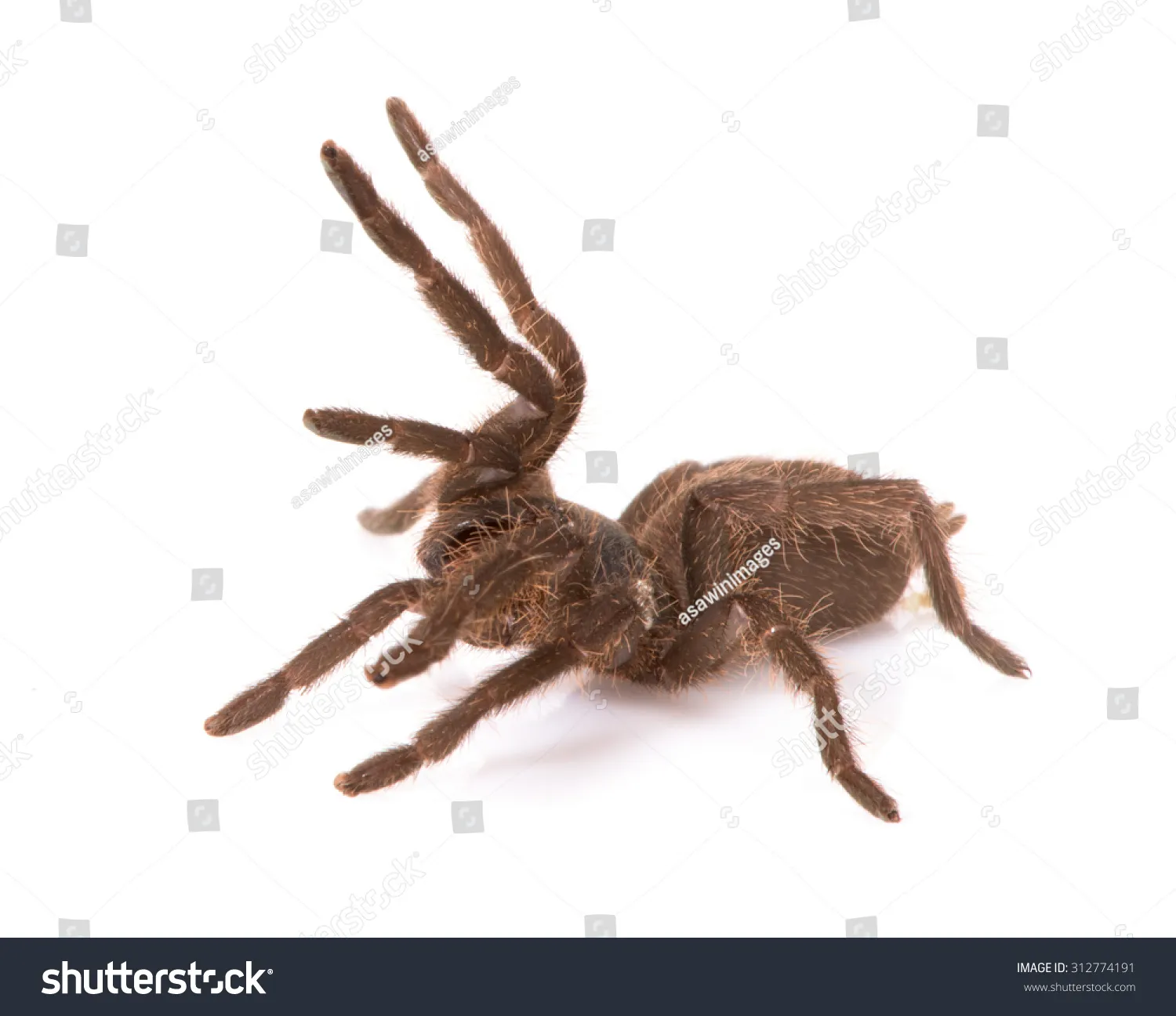 17505 goliath birdeater