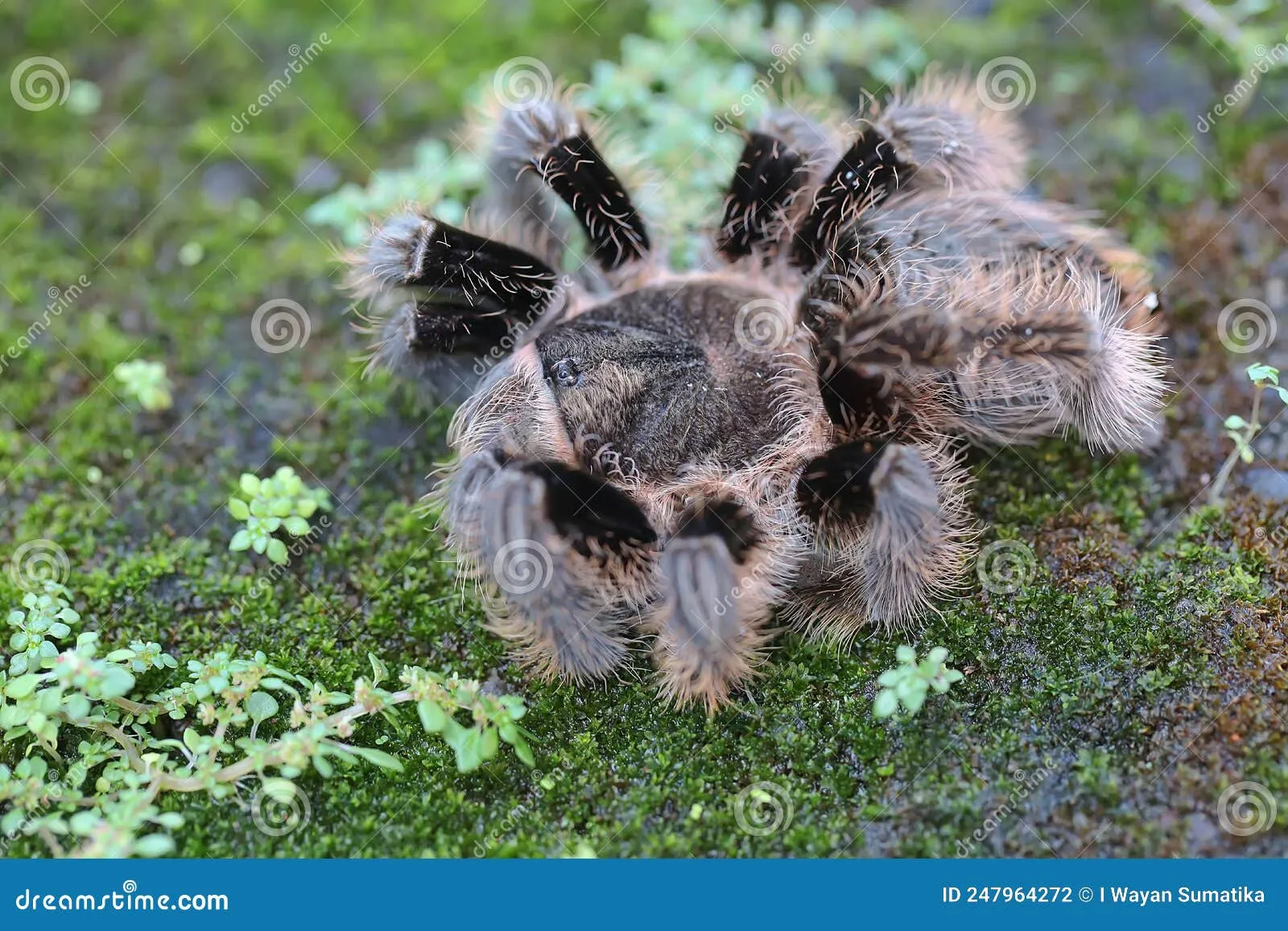 17505 king baboon tarantula