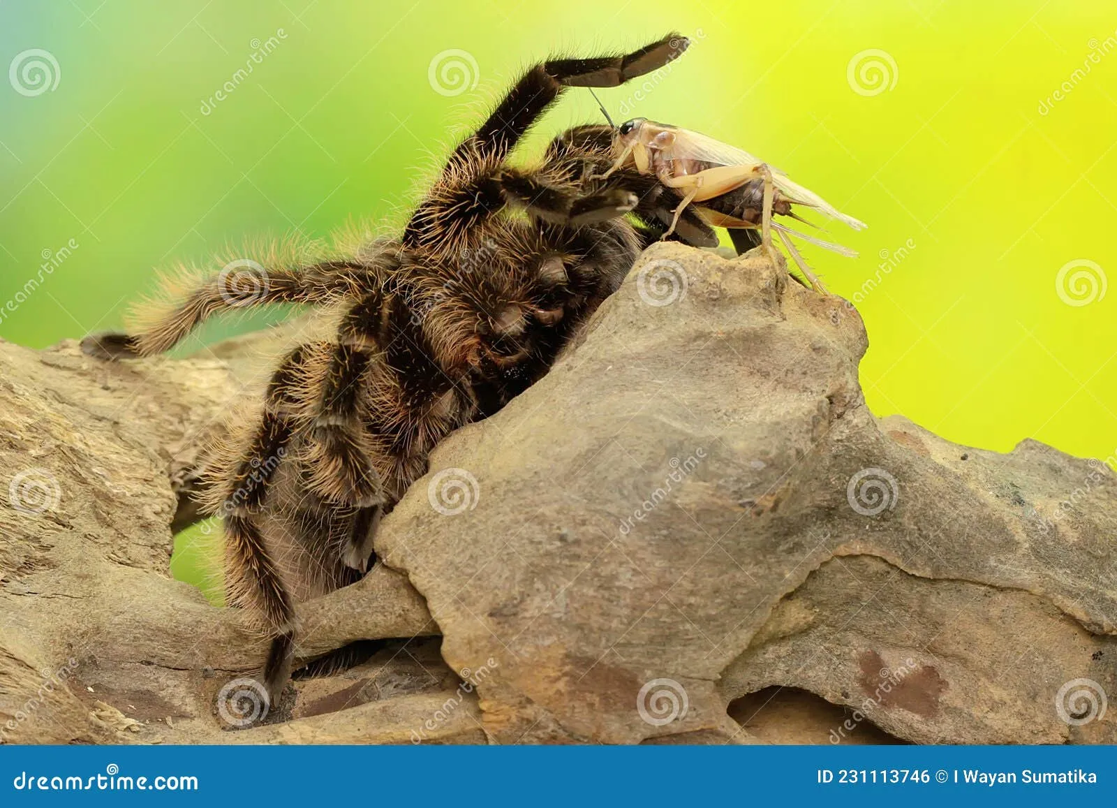 /img/17505-tarantula-bite-first-aid.webp