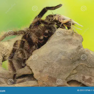 /img/17505-tarantula-bite-first-aid.webp