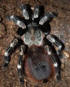 17505 tarantula defensive posture