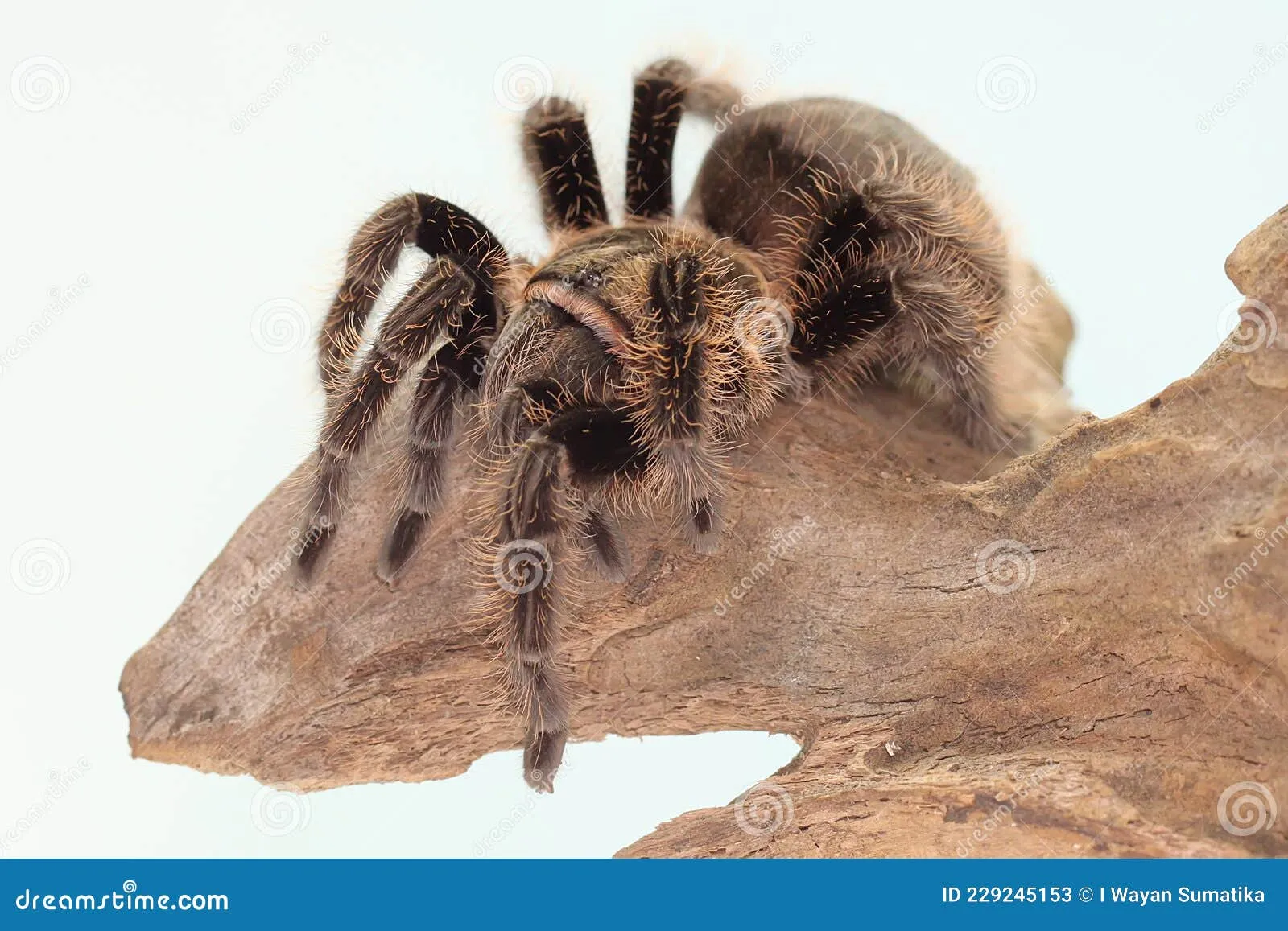 17505 tiger rump tarantula