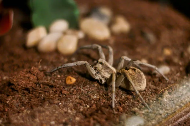 /img/17506-happy-tarantula.webp