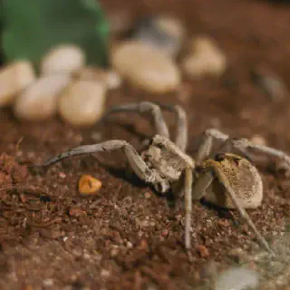 /img/17506-happy-tarantula.webp