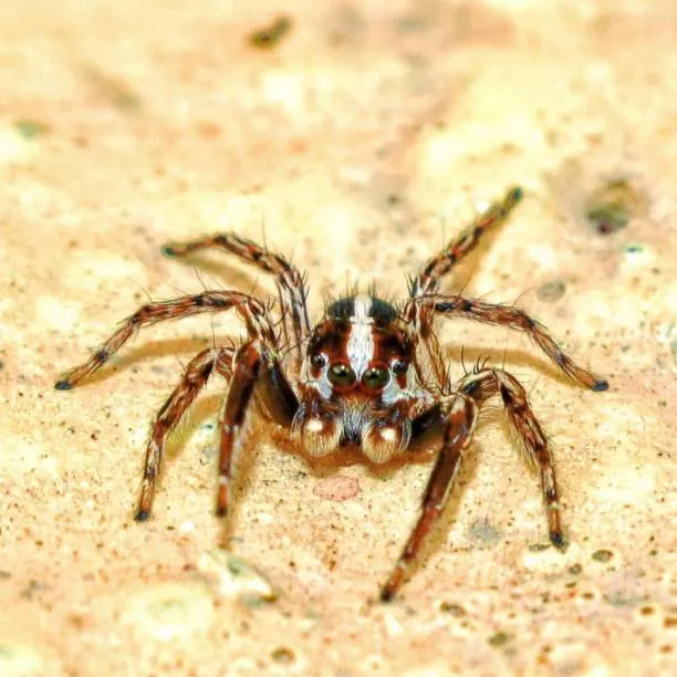 17506 tarantula handling
