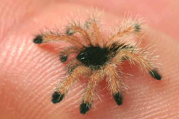/img/17507-baby-tarantula-care.webp
