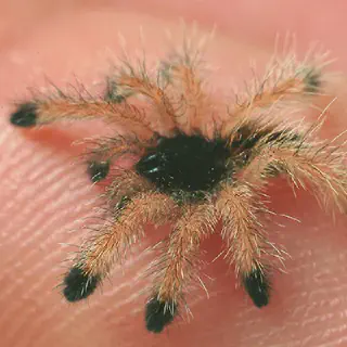 /img/17507-baby-tarantula-care.webp