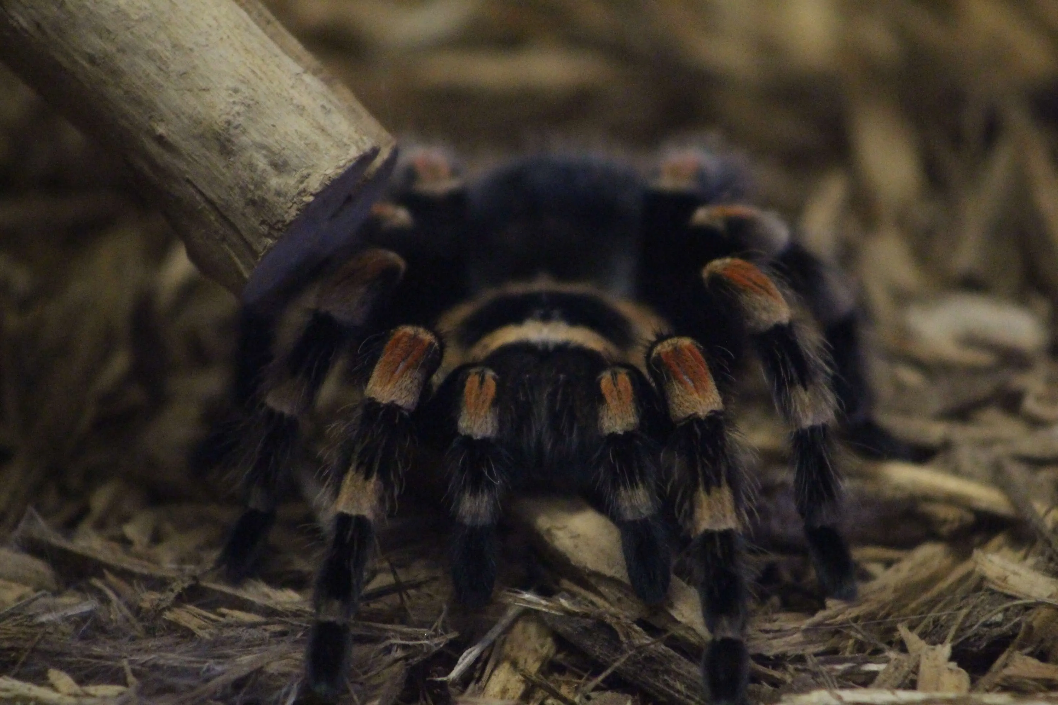 17507 baby tarantula legs