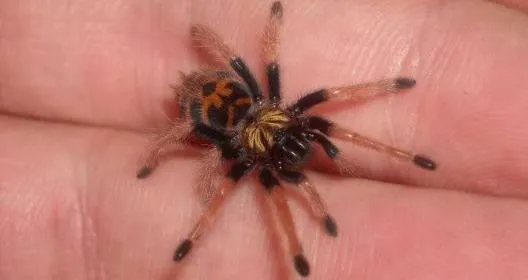 17507 baby tarantula molting